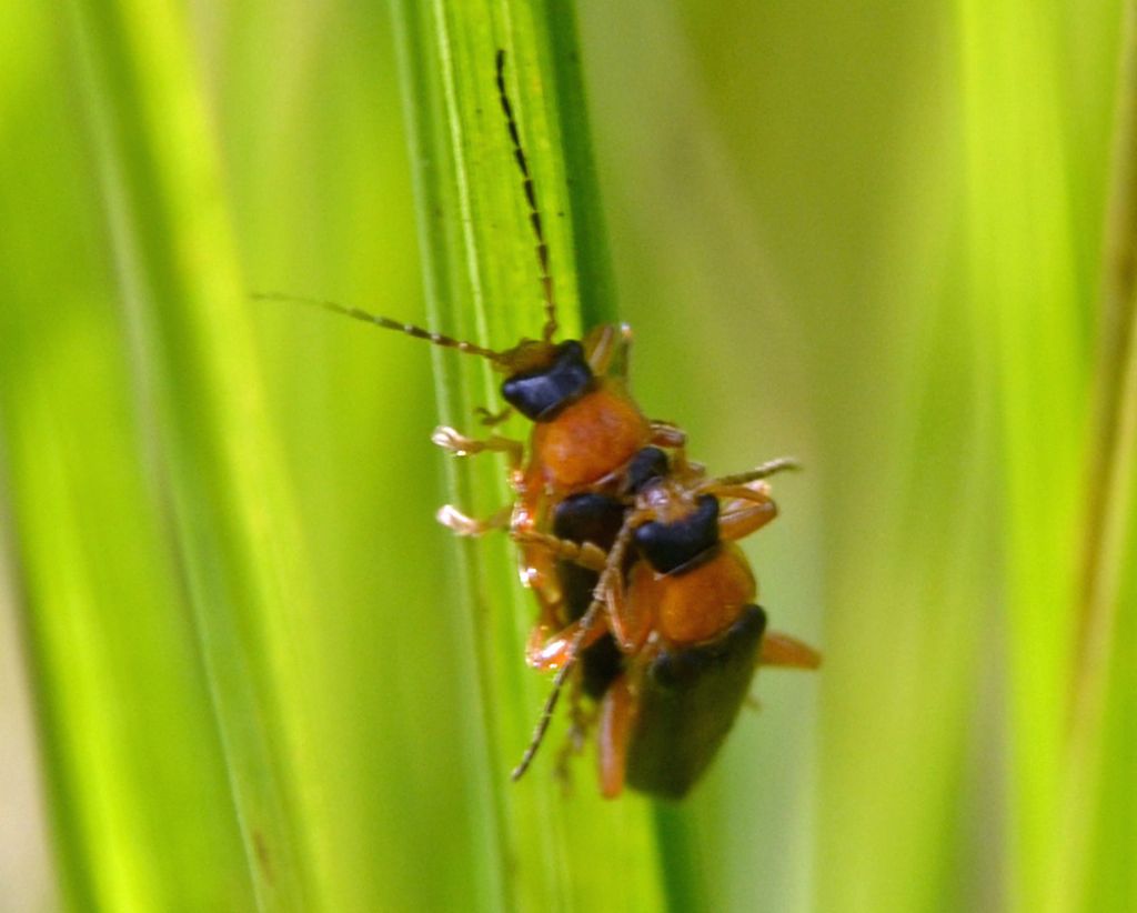 Cantharis cfr. flavilabris